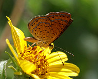 Rawson's Metalmark