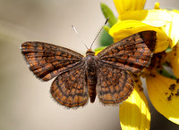 Rawson's Metalmark