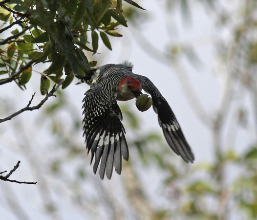 Red-bellied Woodpecker 10/10/14