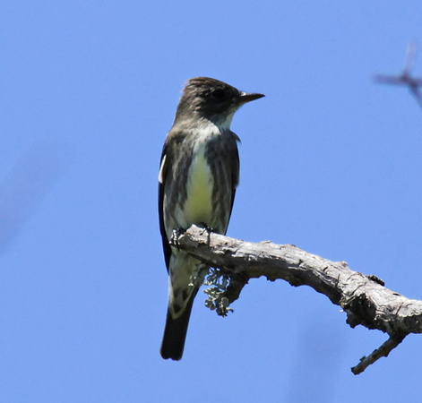 Olive-sided Flycatcher