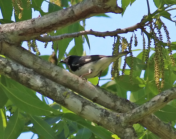 Black-throated Blue Warbler 5/3/10