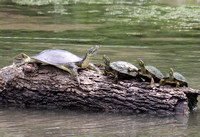 Texas Softshell & River Cooter Turtles