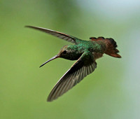 Buff-bellied Hummingbird 5/16/14