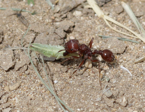 Harvester Ant collecting seeds