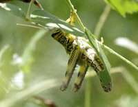Nymph after Molting