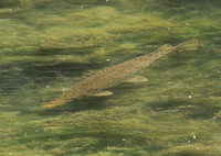 Cibolo Creek Fish