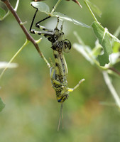Nymph Molting