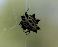 Horned Orb Weaver Spider