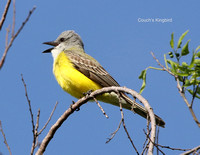 Couch's Kingbird