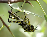 Grasshopper Life Cycle