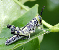 Spotted Bird Grasshopper Nymph