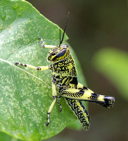 Spotted Bird Grasshopper Nymph