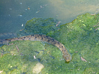 Diamondback Water Snake By Bill Skinner