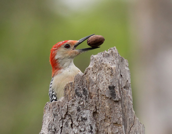Red-bellied Woodpecker 10/11/14