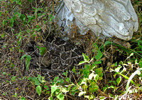 Diamondback Rattlesnake by Bill Skinner