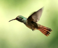 Buff-bellied Hummingbird 5/16/14