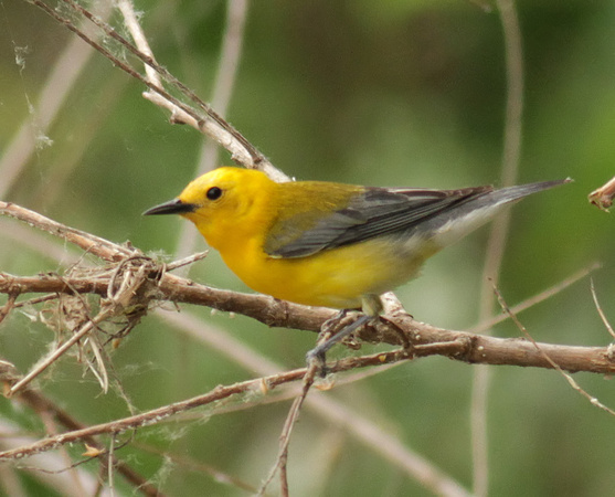 Prothonotary Warbler 4/20/11