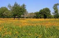 Wildflower Field in 2010