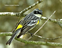 Yellow-rumped Warbler