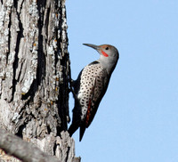 Northern Flicker Red-shafted male