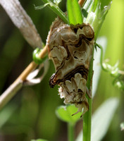 Moonseed Moth