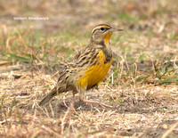 Western Meadowlark