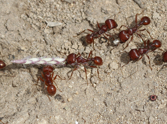 Harvester Ant collecting seeds