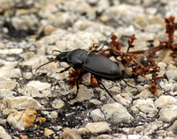 Ground Beetle (Calosoma Externum)