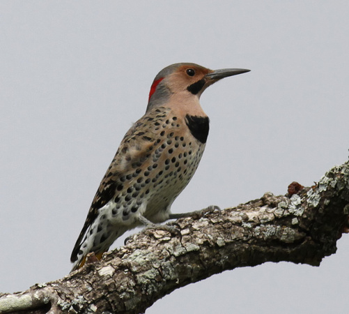 Northern Flicker - yellow shafted