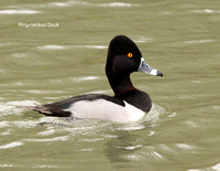 Ring-necked Duck