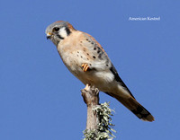 American Kestrel