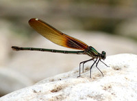 American Rubyspot female