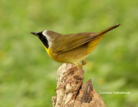 Common Yellowthroat