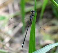 Southern Spreadwing