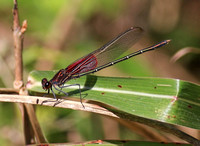 American Rubyspot male