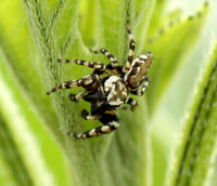 Peppered Jumper Spider