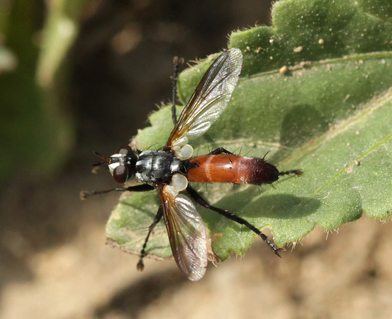 Tachinid Fly (Cylindromyia)