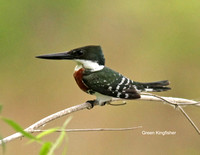 Green Kingfisher