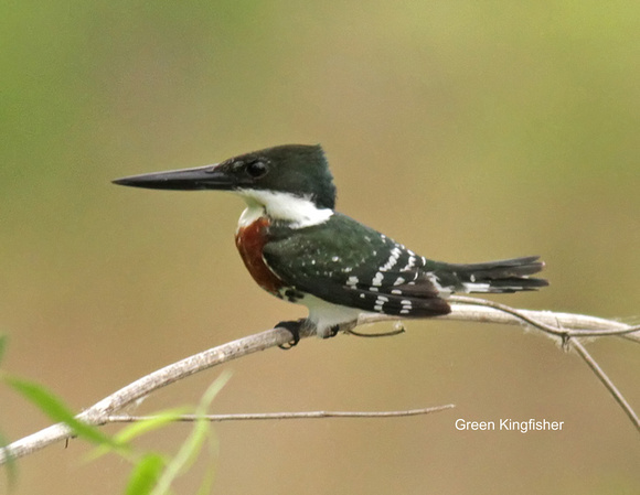 Green Kingfisher