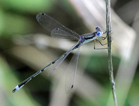 Southern Spreadwing