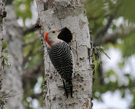 Red-bellied Woodpecker 10/30/13