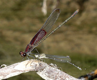 American Rubyspot - Dusky Dancer