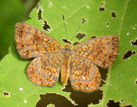 Rawson's Metalmark