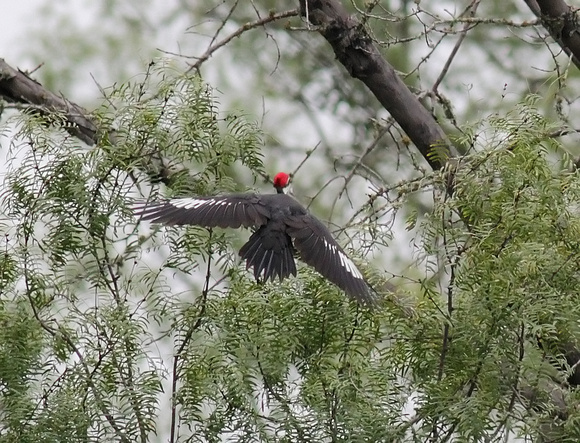 Pileated Woodpecker 10/27/13