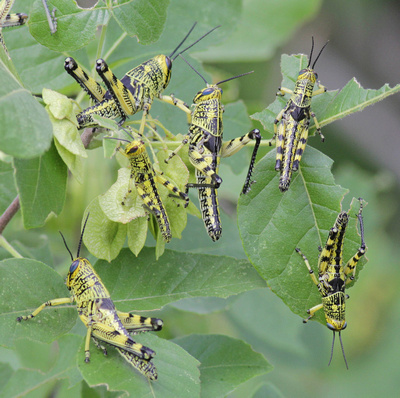 Spotted Bird Grasshopper nymph