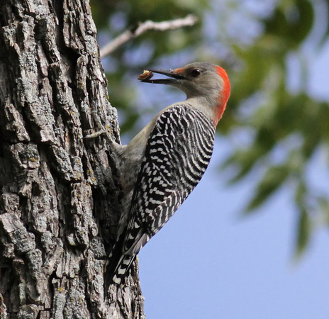 Red-bellied Woodpecker 10/30/13