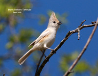 Black-crested Titmouse-Leucistic