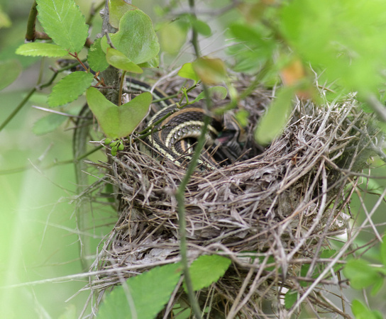 Ribbon Snake in Bird Nest
