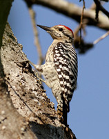 Ladder-backed Woodpecker male
