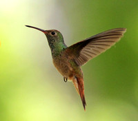 Buff-bellied Hummingbird 5/18/14